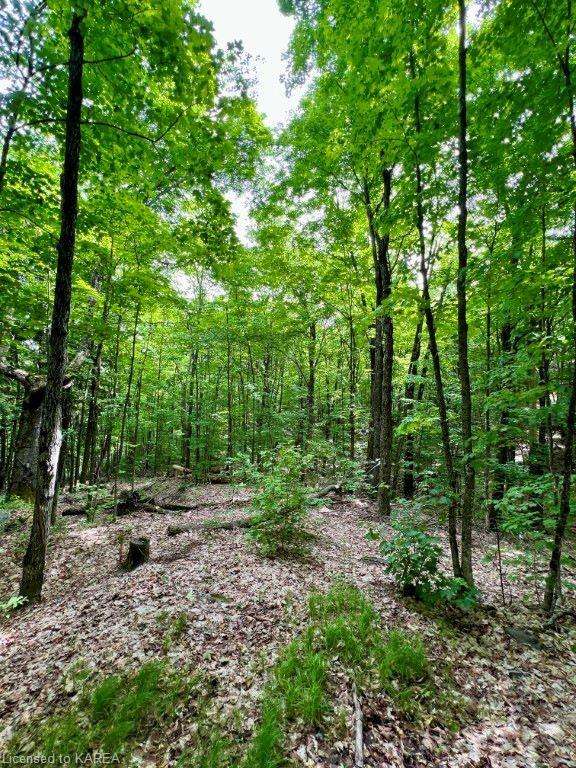 LOT 31 Wintergreen Road, North Frontenac, ON, 