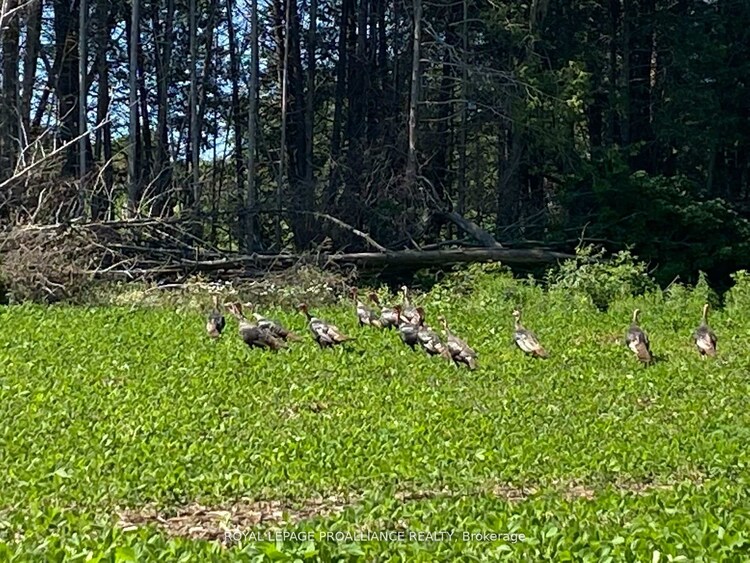 PT LT 3 County Rd 45 N/A, Hamilton Township, ON, Rural Hamilton