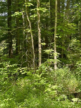 0 Maple Grove Lane E, Frontenac, ON , MLS #X12045674 , Image - 1