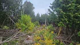 PT LT 23 Con 2 WBR PT 1 Highway 6 Highway, Bruce, ON , MLS #X12063454 , Image - 1