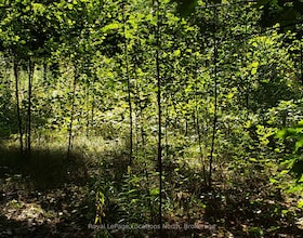 23 Stoney Road, Simcoe, ON , MLS #S12949100 , Image - 1