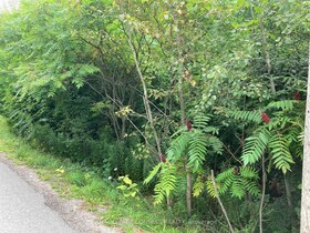 0 Pinecrest Road, York, ON , MLS #N12406281 , Image - 1