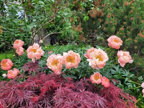 103 Glentworth Road, Toronto, ON , MLS #C12557438 , Image - 1