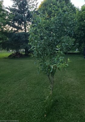 12 Moore Street, Bruce, ON