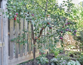 18 Mitchell Avenue, Toronto, ON , MLS #C12837568 , Image - 1