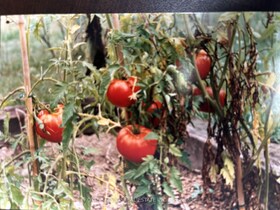 Con 5 PT LT 41 Shafley Rd S, Niagara, Ontario , MLS #X9379785 , Image - 1