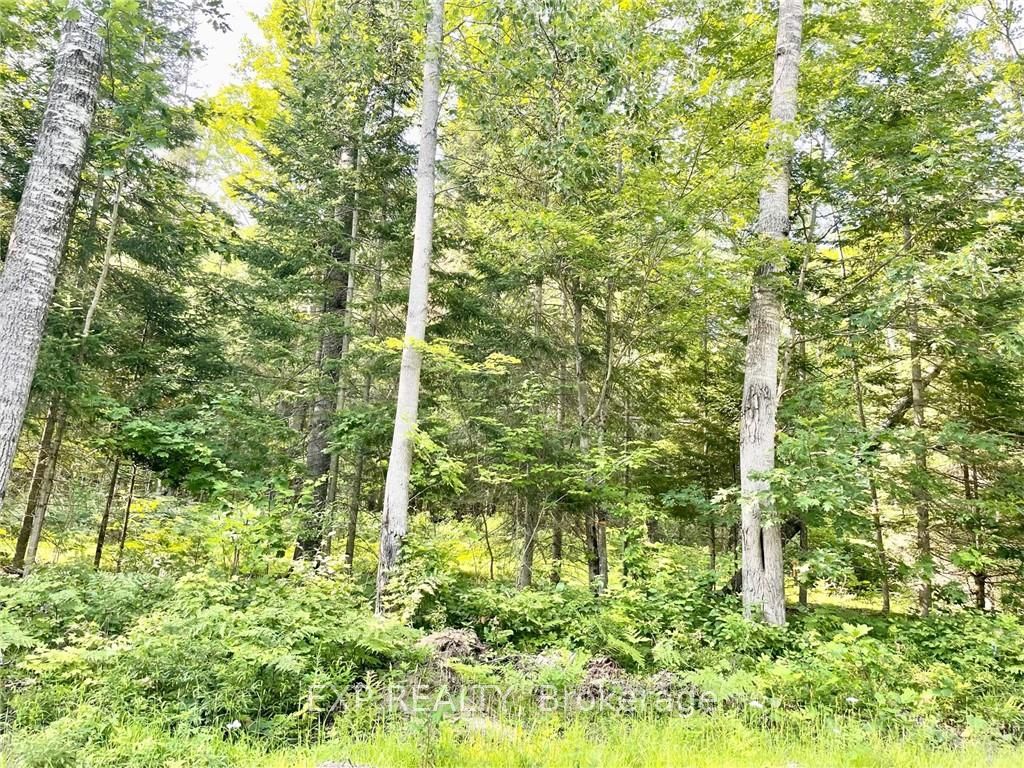 Lot A CHIPPAWA Rd, Madawaska Valley, Ontario, 570 - Madawaska Valley